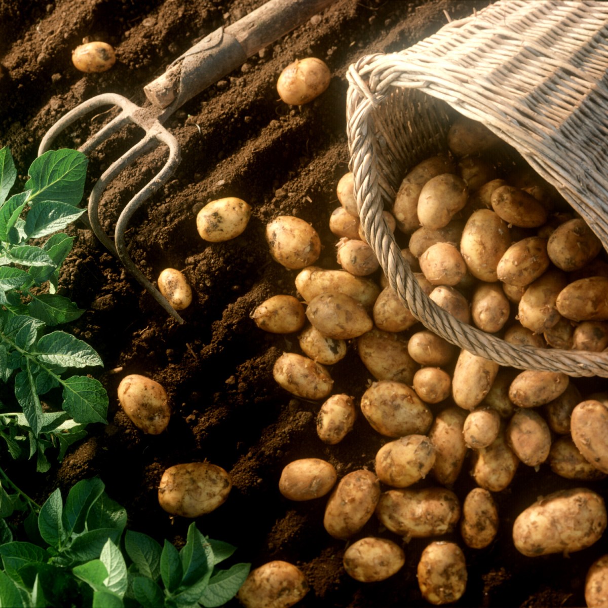 ČESKÝ PRODUKT - loupané brambory bez chemie - náhradní plnění